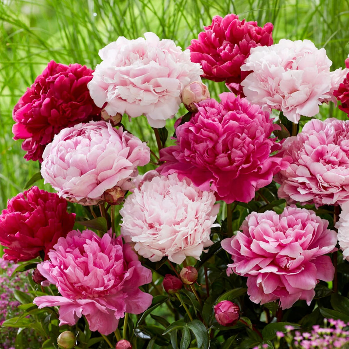 Wivolibe peony seeds drought-tolerant plantings suited to varied soils