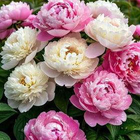 Wivolibe peony seeds fragrant blooms close-up ideal for cut flowers