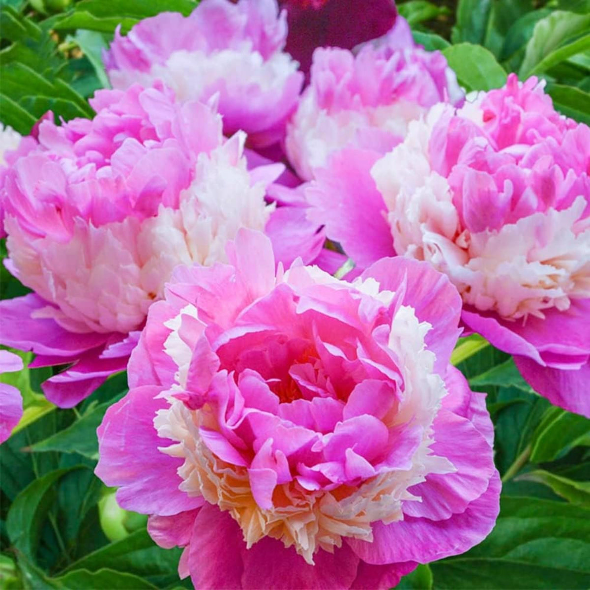 Wivolibe peony seeds being planted following the included guide
