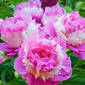 Wivolibe peony seeds being planted following the included guide