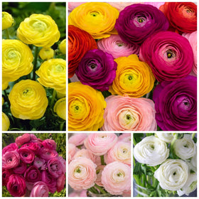 Wivolibe peony seeds with ruffled blooms brighten garden beds.