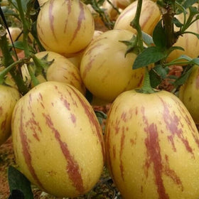 Wivolibe Pepino Melon fruit on vine with glossy leaves.
