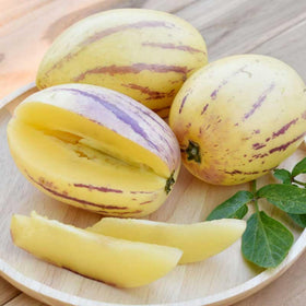 Wivolibe Pepino Melon ripe fruit ready for harvest.
