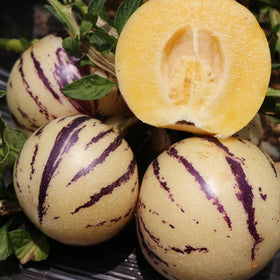 Wivolibe Pepino Melon seeds germination displaying healthy seedlings.