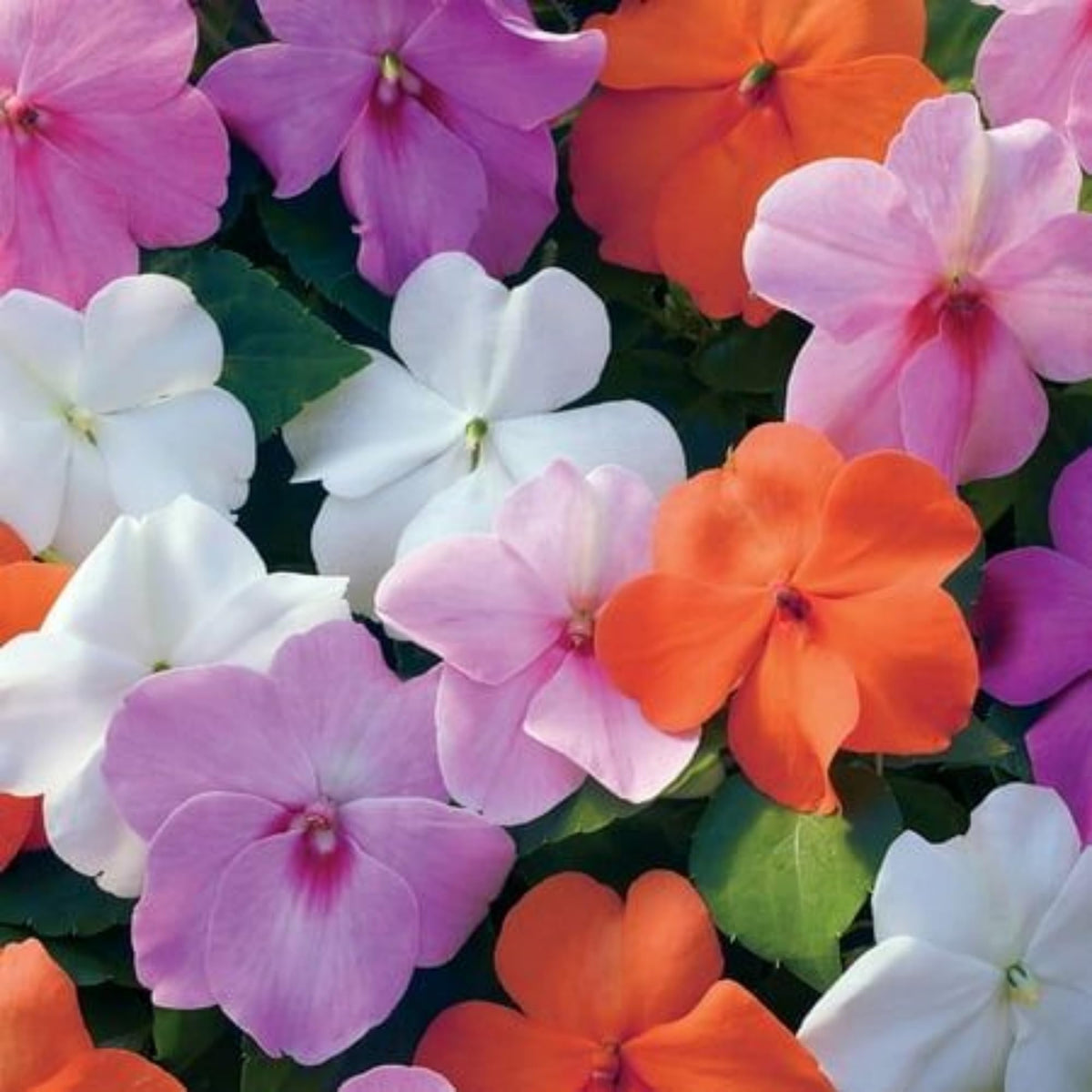 Wivolibe periwinkle rose close-up shows long-lasting color.