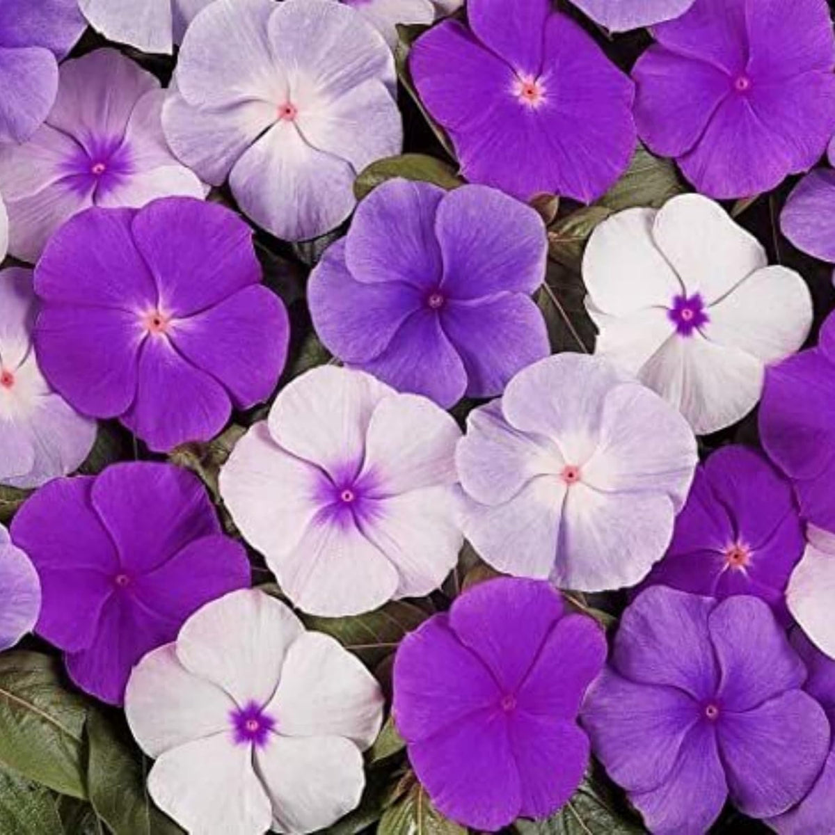 Wivolibe periwinkle seeds bloom-ready tray for vibrant ground cover.