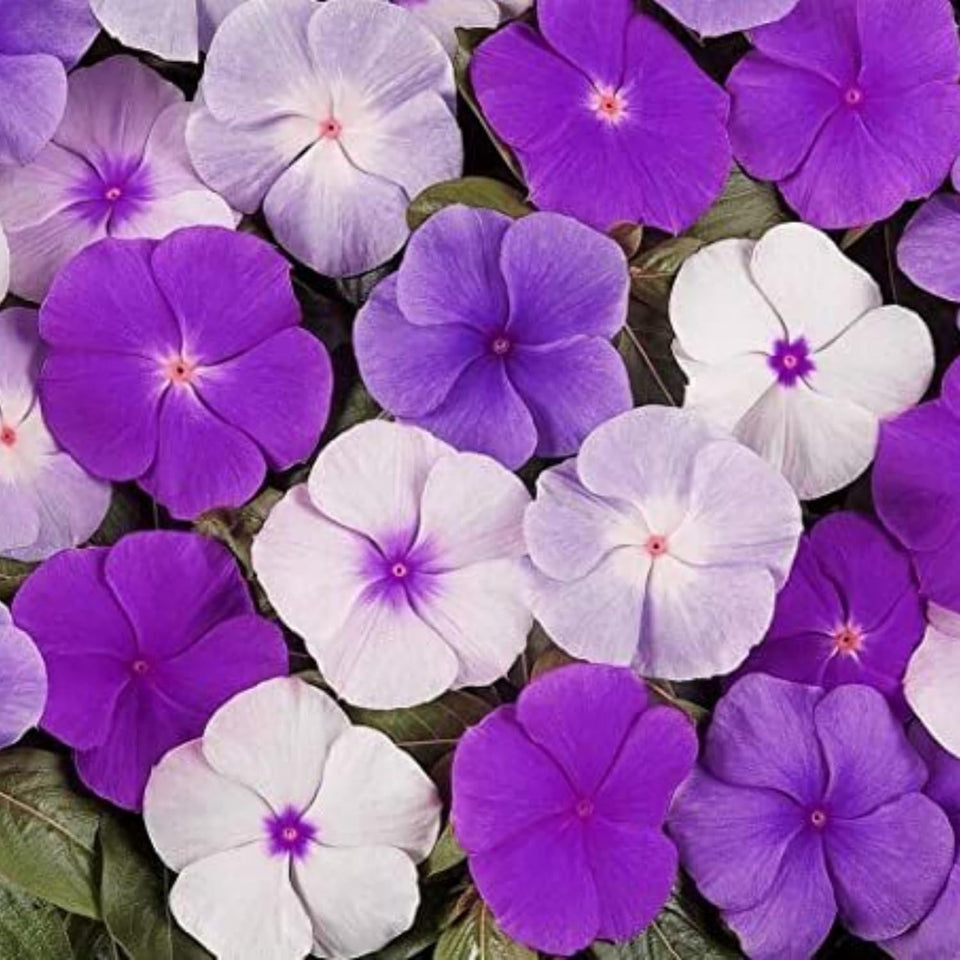 Wivolibe periwinkle seeds bloom-ready tray for vibrant ground cover.