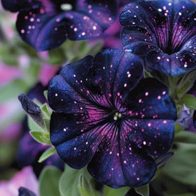 Wivolibe Petunia seedlings with healthy growth after germination.