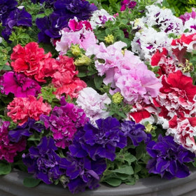 Wivolibe Petunia seeds indoors germinating for spring color