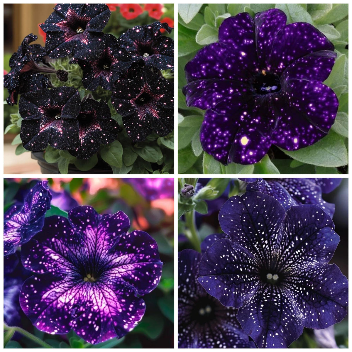 Wivolibe Petunia seeds packaging ready for easy planting and color.