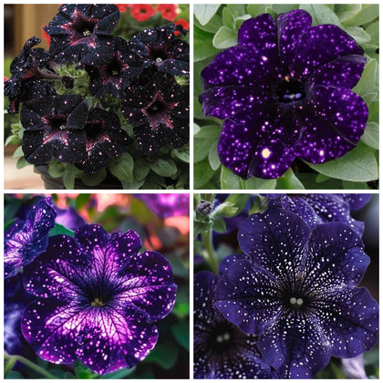 Wivolibe Petunia seeds packaging ready for easy planting and color.