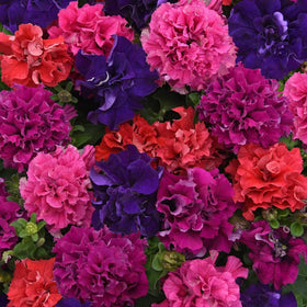 Wivolibe Petunias thriving in sun to partial shade