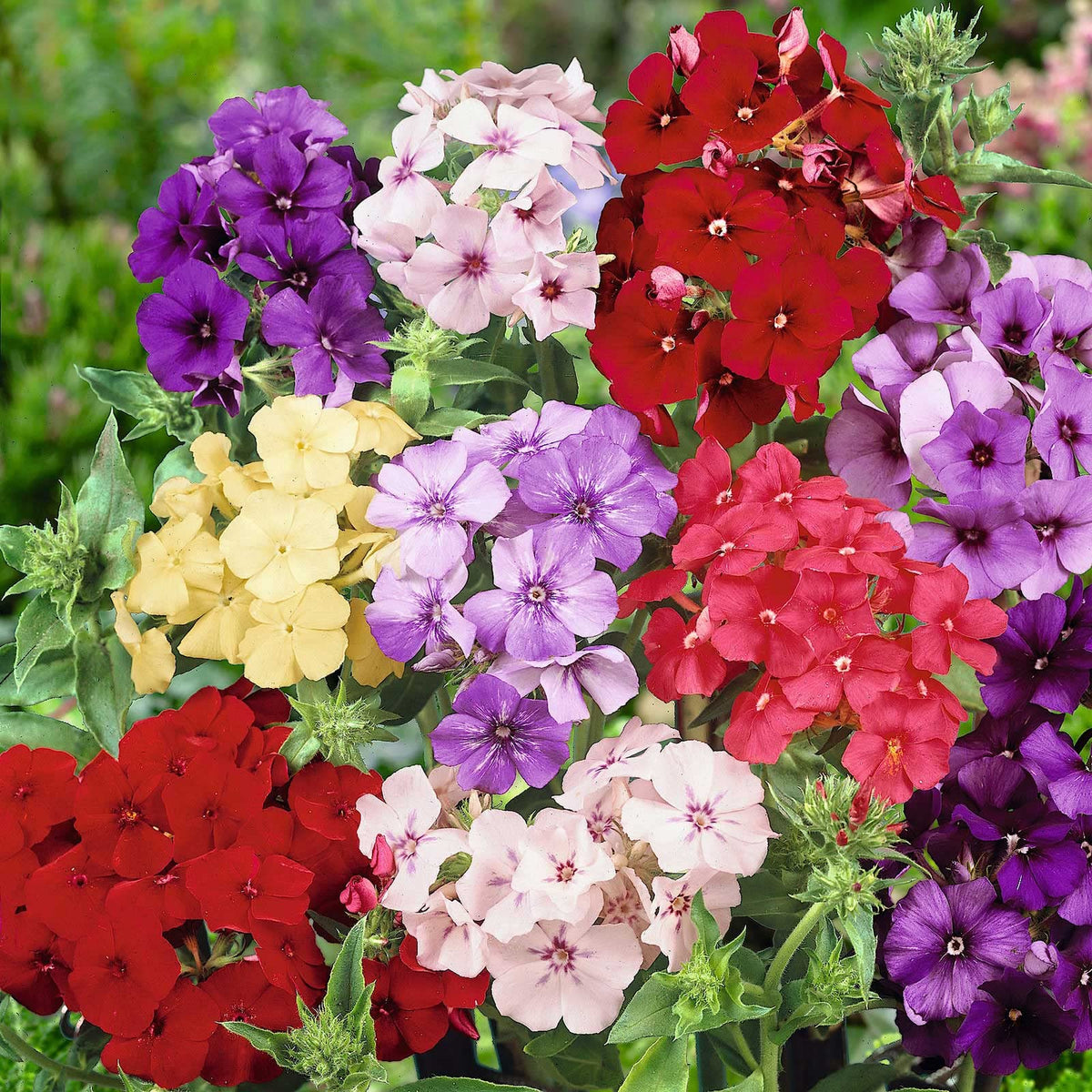 Wivolibe phlox seeds with vibrant bloom colors to brighten beds