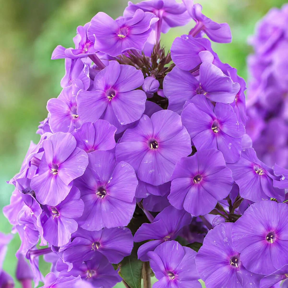 Wivolibe phlox blooms in spring offering vibrant color and butterfly-friendly nectar.