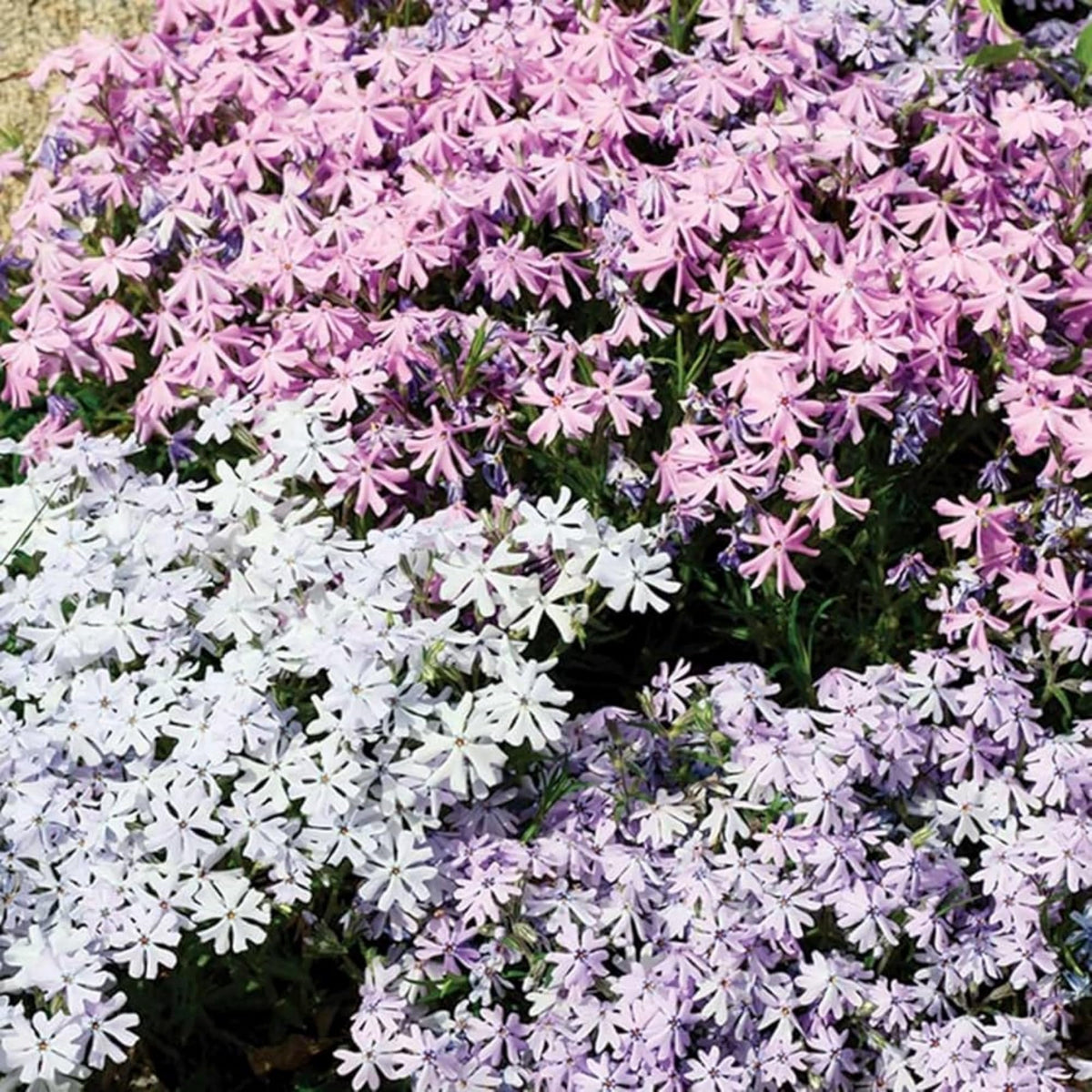 Wivolibe phlox border planting in a container garden.