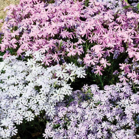 Wivolibe phlox border planting in a container garden.