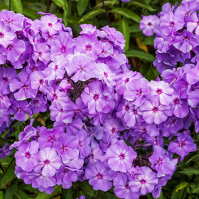 Wivolibe phlox seeds packet front showing seed variety and color potential for planning
