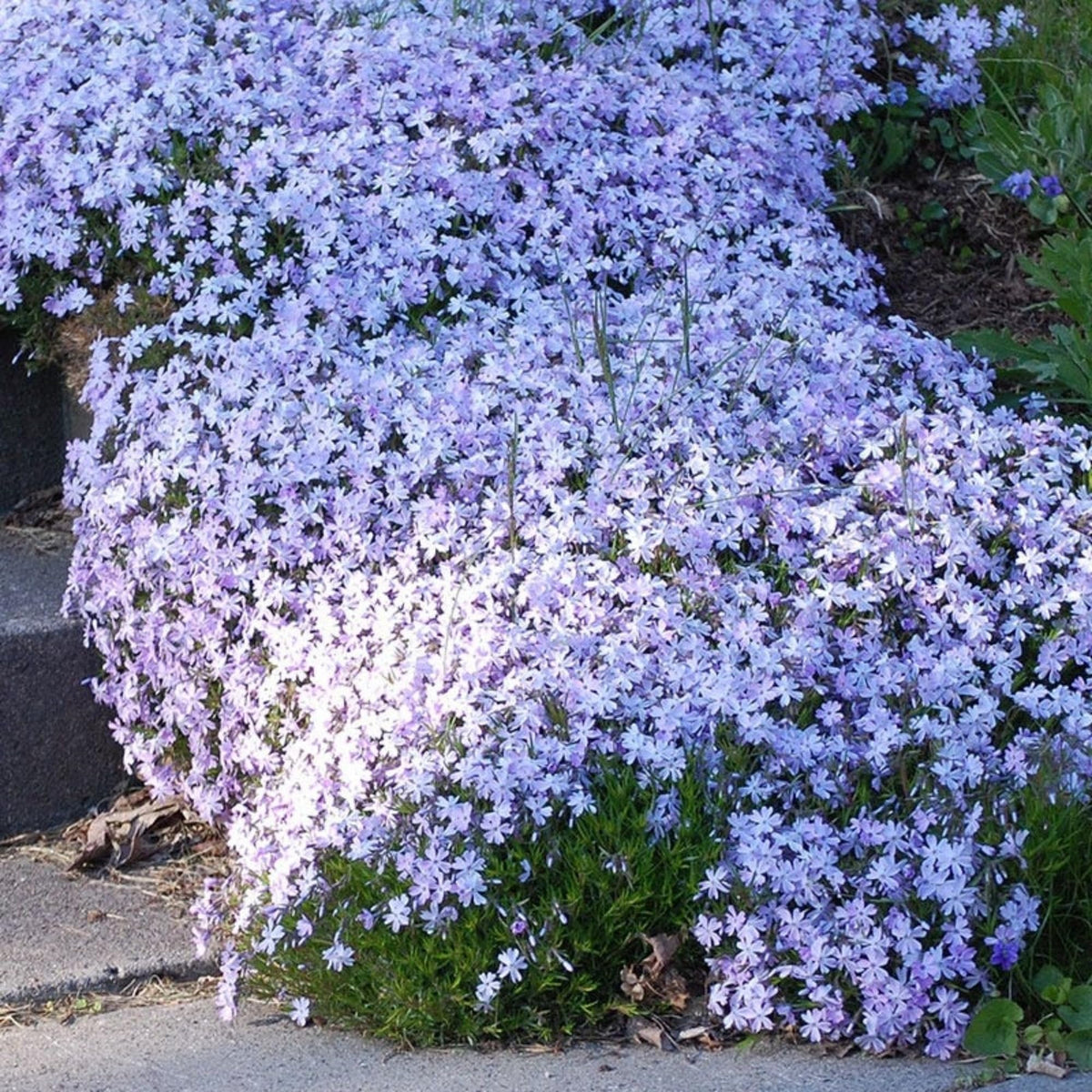Wivolibe phlox seeds sowing guide for gardeners.