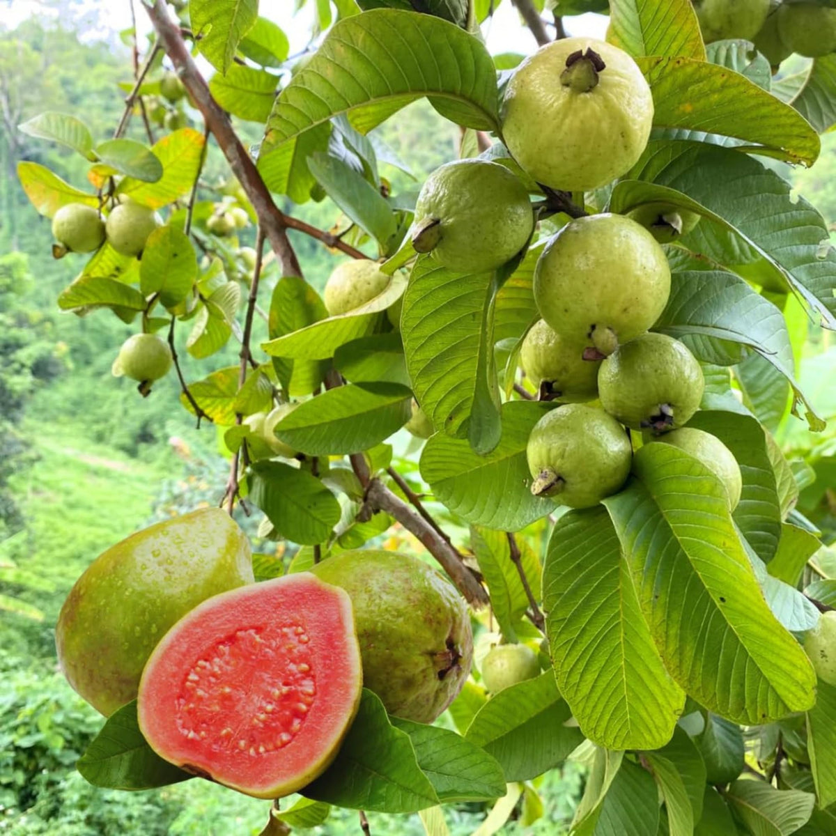 Wivolibe pineapple guava bonsai starter concept for home gardens