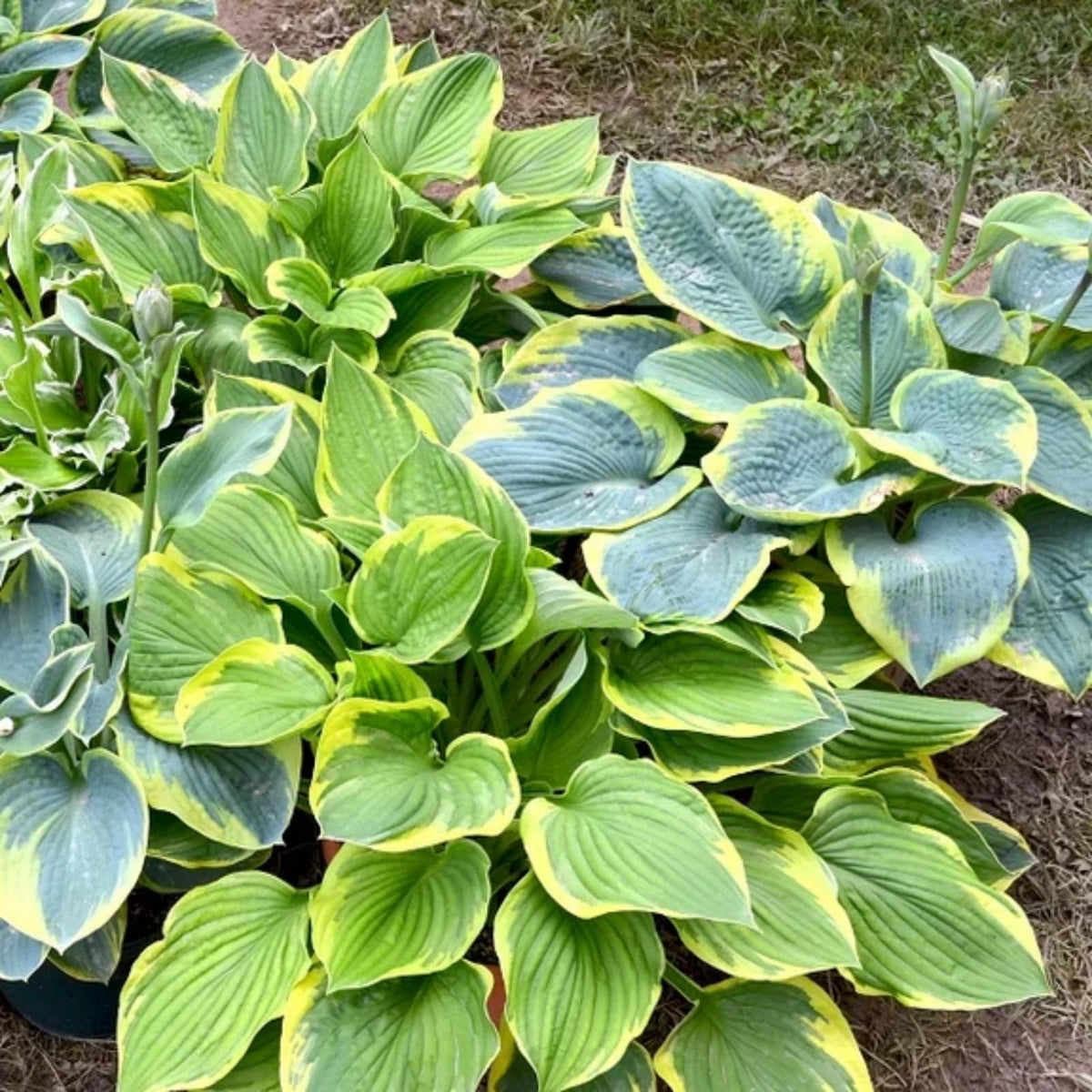 Wivolibe pollinator-friendly hosta flowers attract hummingbirds