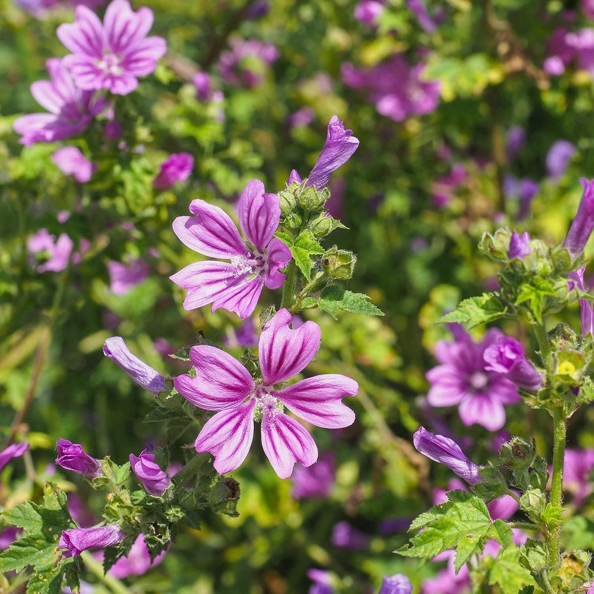 Wivolibe pollinator-friendly mallow flowering supports biodiversity.