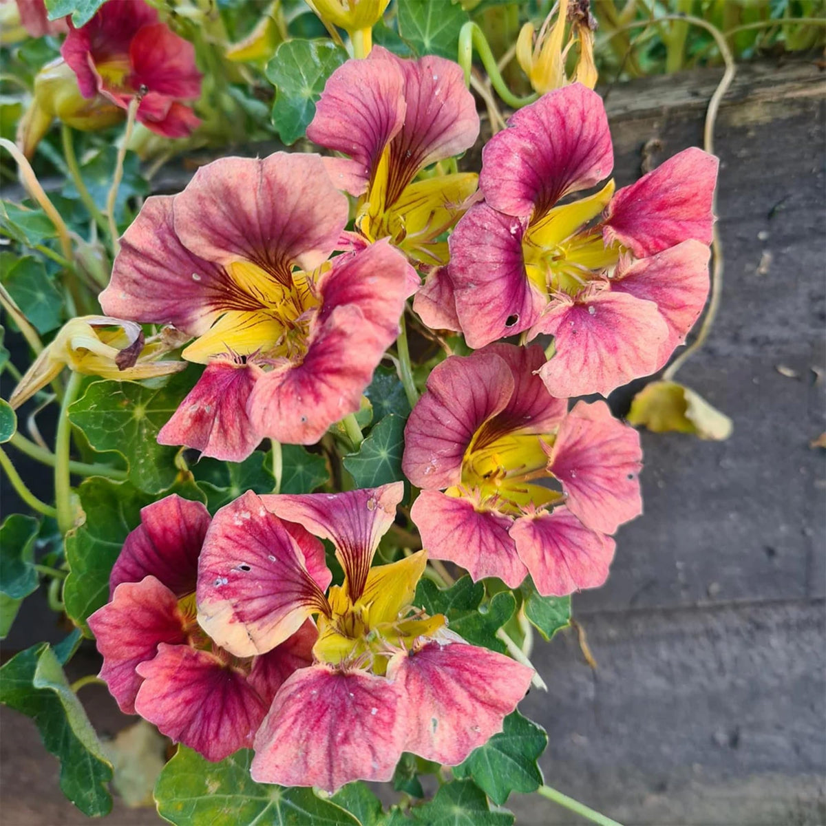 Wivolibe pollinator-friendly nasturtiums invite bees and butterflies to your garden.