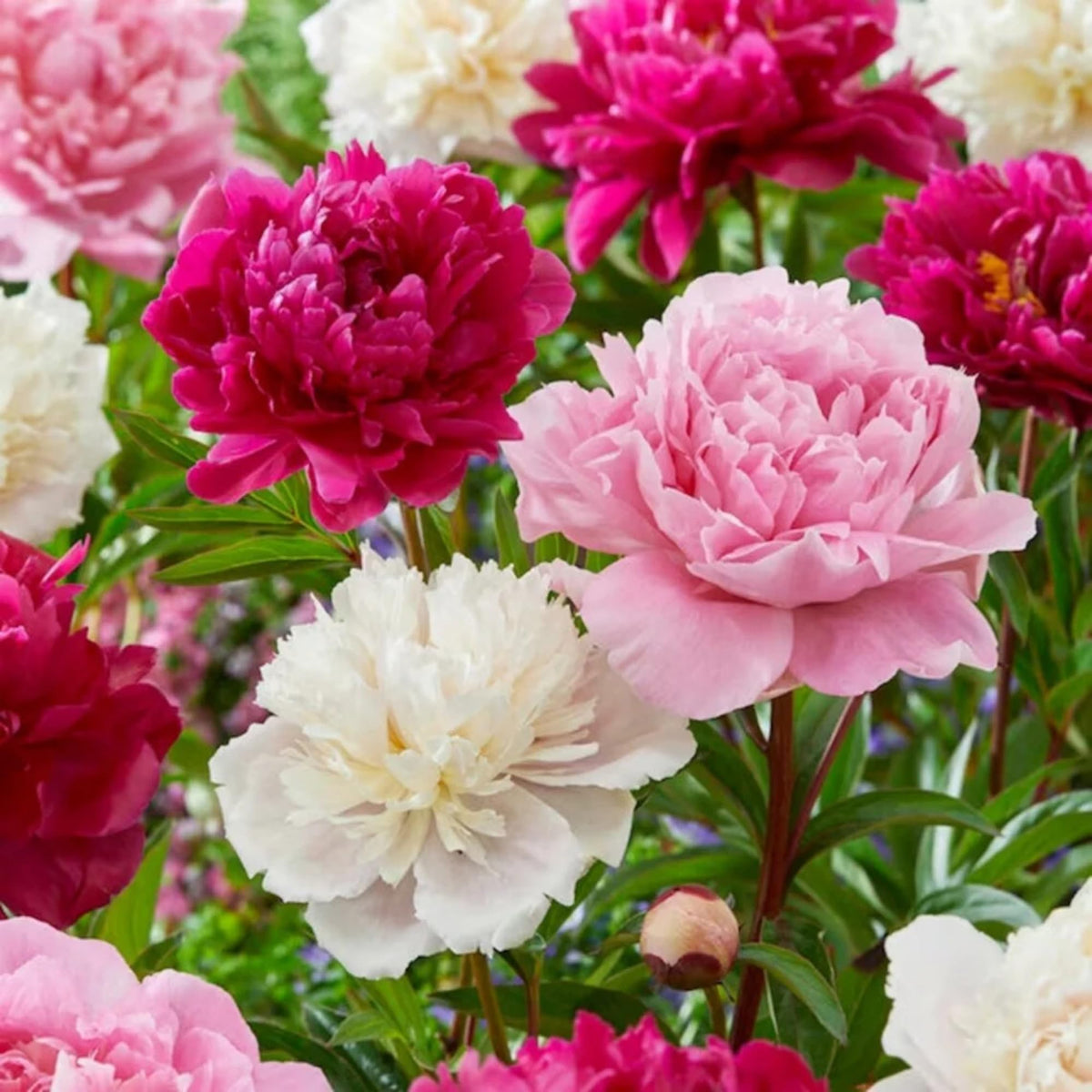 Wivolibe pollinator-friendly peonies attracting bees in a garden