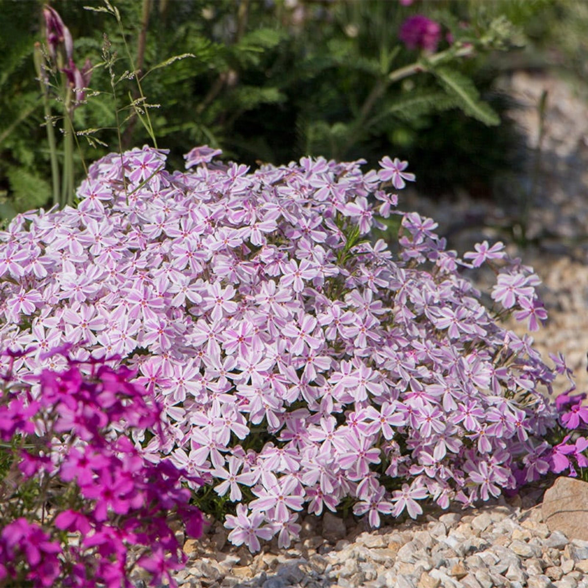 Wivolibe pollinator-friendly phlox attracting butterflies and bees.