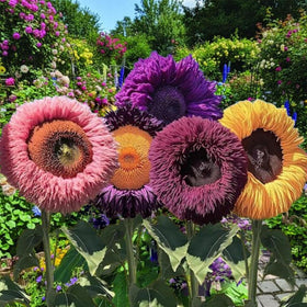 Wivolibe pollinator-friendly sunflowers attracting bees and butterflies.