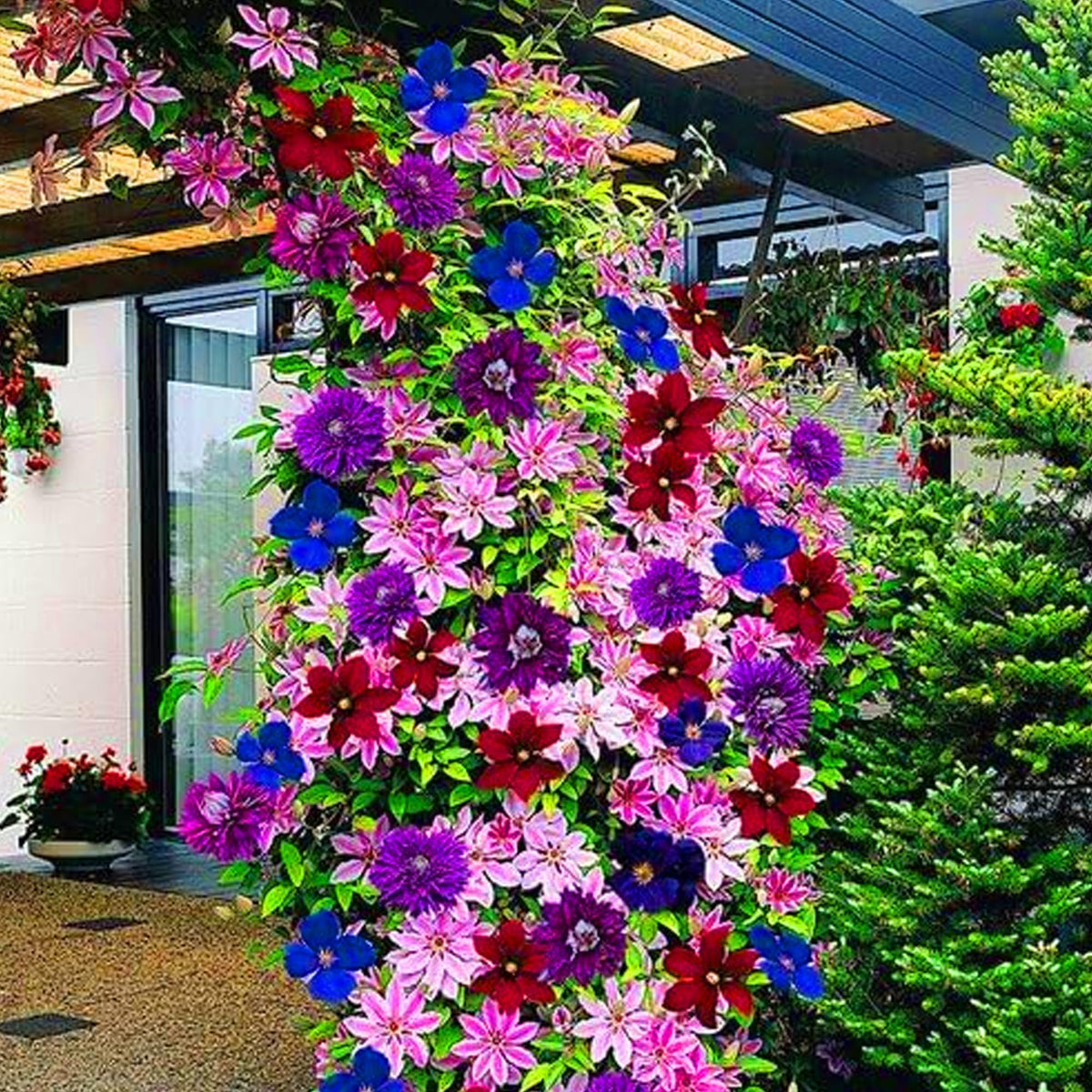 Wivolibe purple-blue clematis flowers ready to lift borders and trellises.