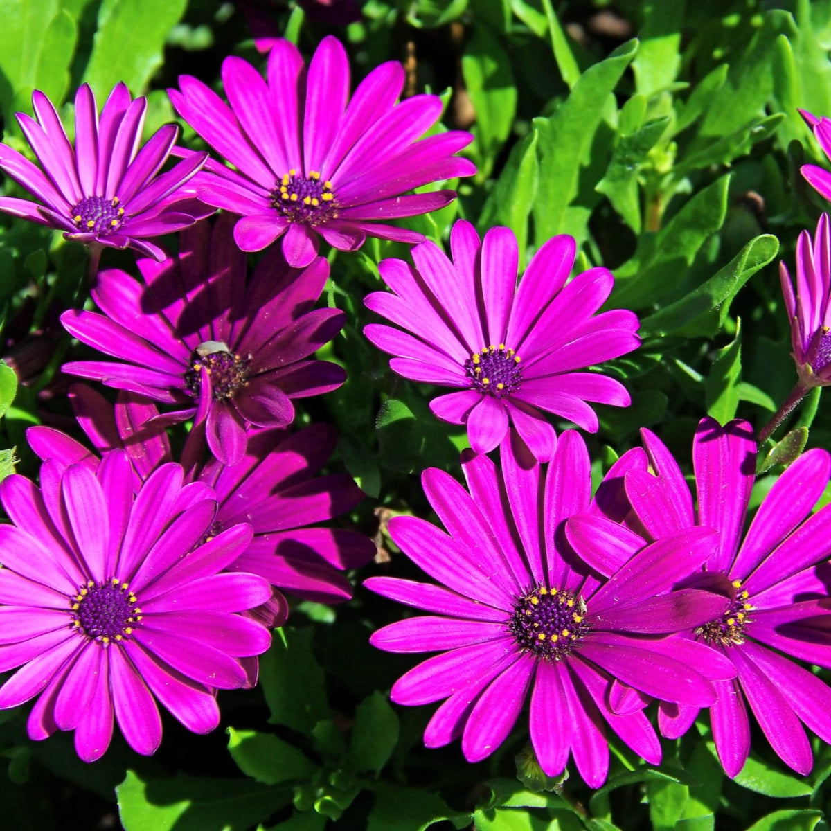 Wivolibe purple daisy bloom closeup shows cheerful, vivid petals.