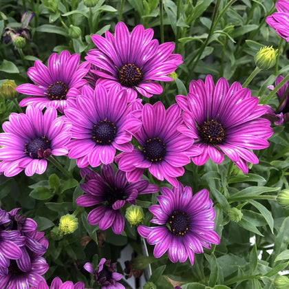 Wivolibe purple daisy seeds pack, easy-to-grow perennial for vibrant garden color.