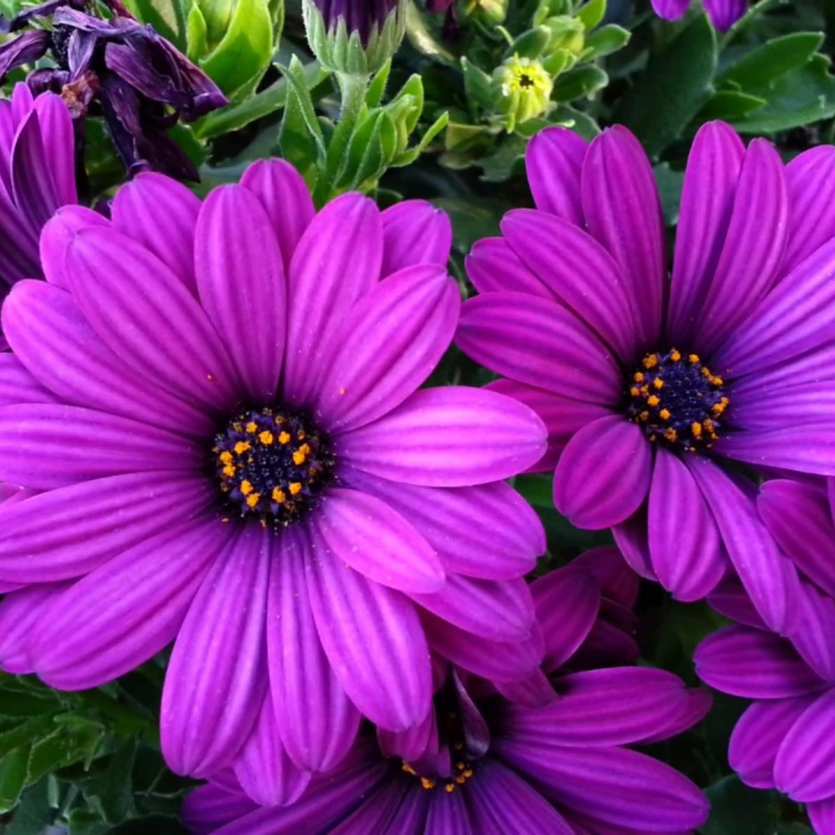 Wivolibe purple daisy seeds planting idea for borders and containers.