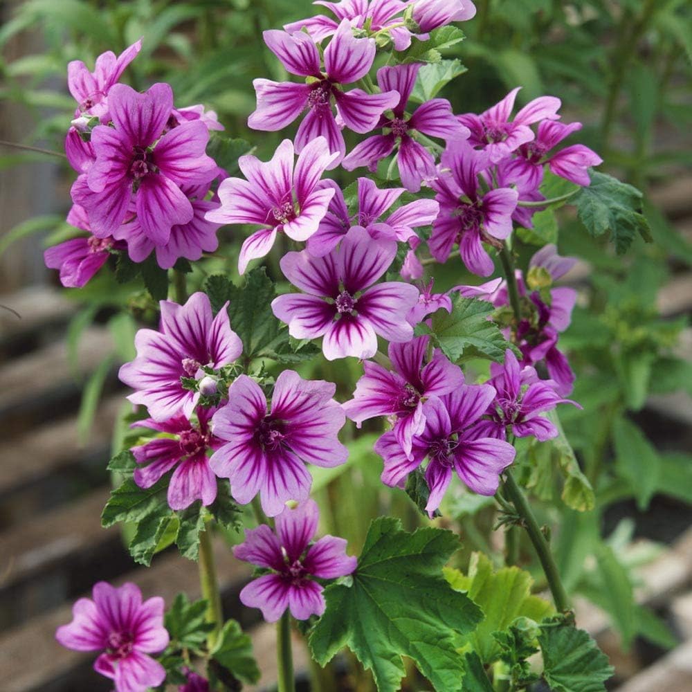 Wivolibe purple malva blooms in the garden attract pollinators.