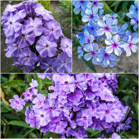 Wivolibe purple phlox seeds pack ready for spring color in a low-maintenance garden.