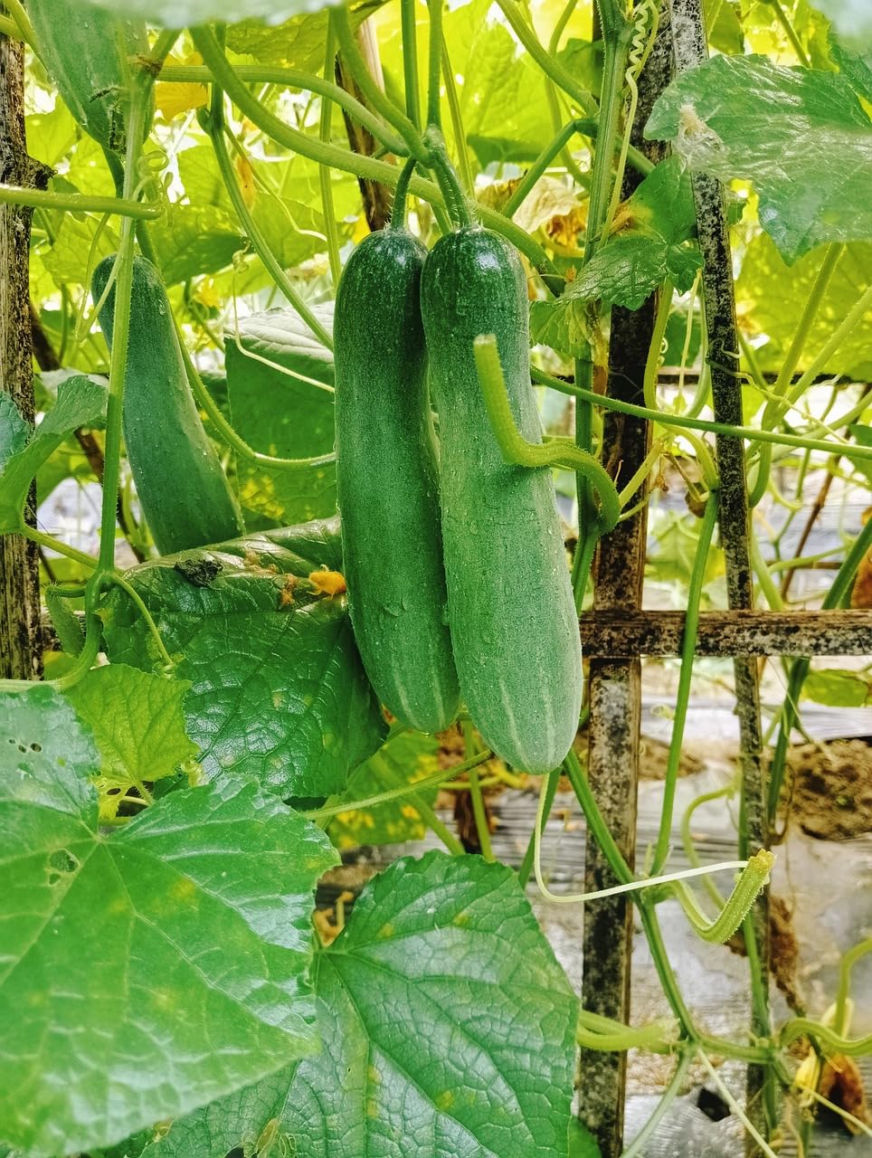 Wivolibe cucumber seeds thriving in a container garden on a balcony.