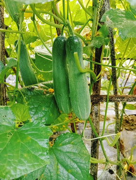 Wivolibe cucumber seeds thriving in a container garden on a balcony.