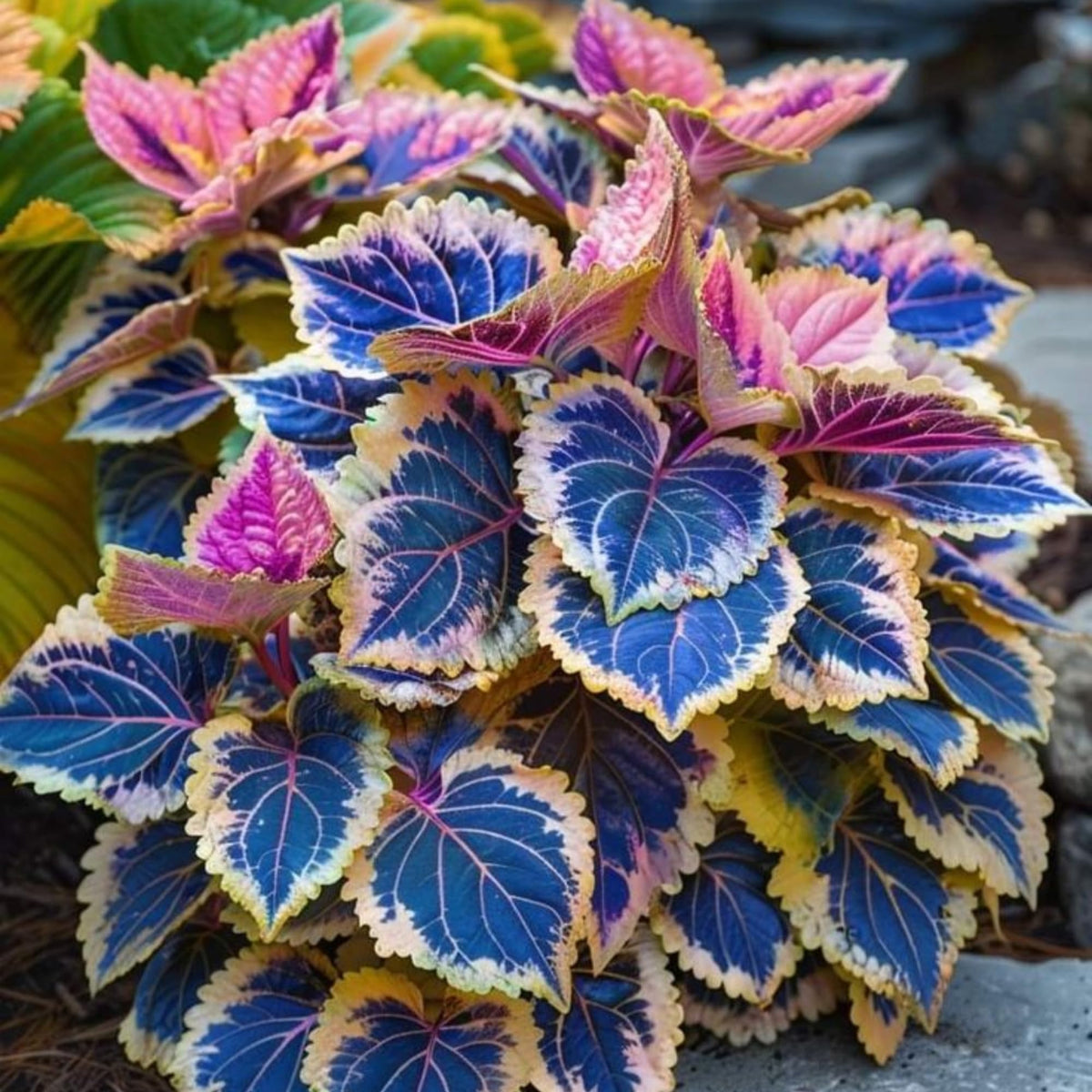 Wivolibe seeds provide easy care and bold color for containers and beds.