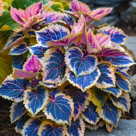 Wivolibe seeds provide easy care and bold color for containers and beds.