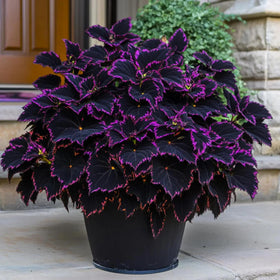 Wivolibe rainbow coleus seeds planted in a garden display for lively color and texture.