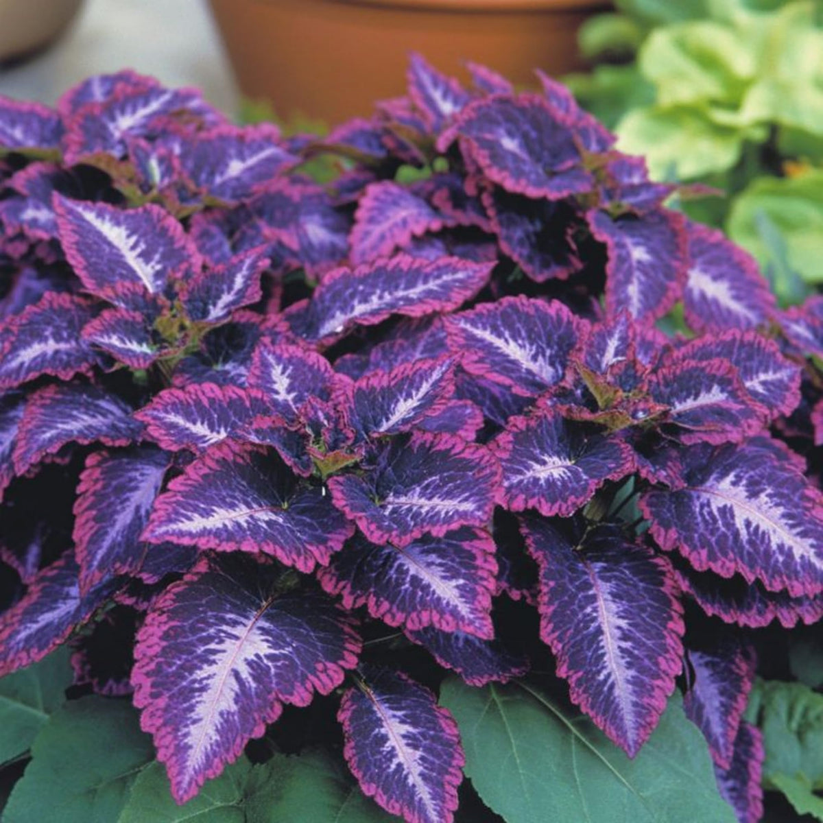 Wivolibe Rainbow Coleus seeds germinating in warm soil for quick garden color.