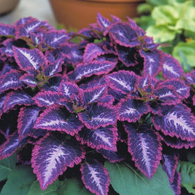 Wivolibe Rainbow Coleus seeds germinating in warm soil for quick garden color.