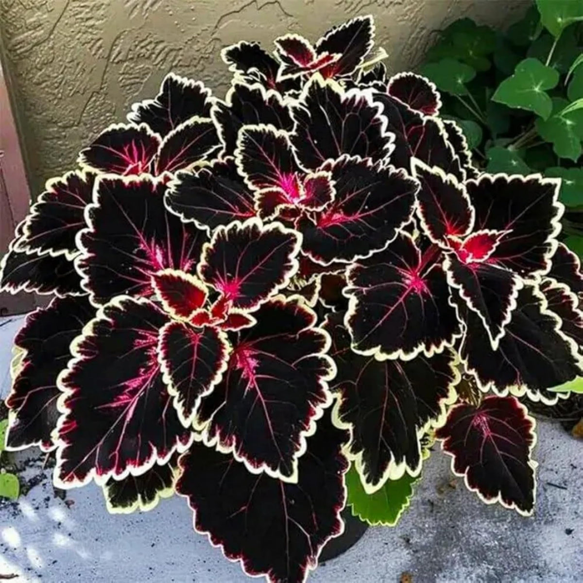 Wivolibe Rainbow Coleus seeds growing with compact spread in mixed borders.
