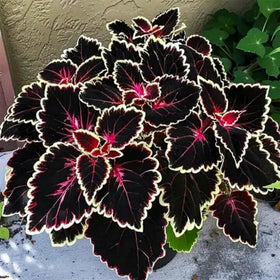 Wivolibe Rainbow Coleus seeds growing with compact spread in mixed borders.