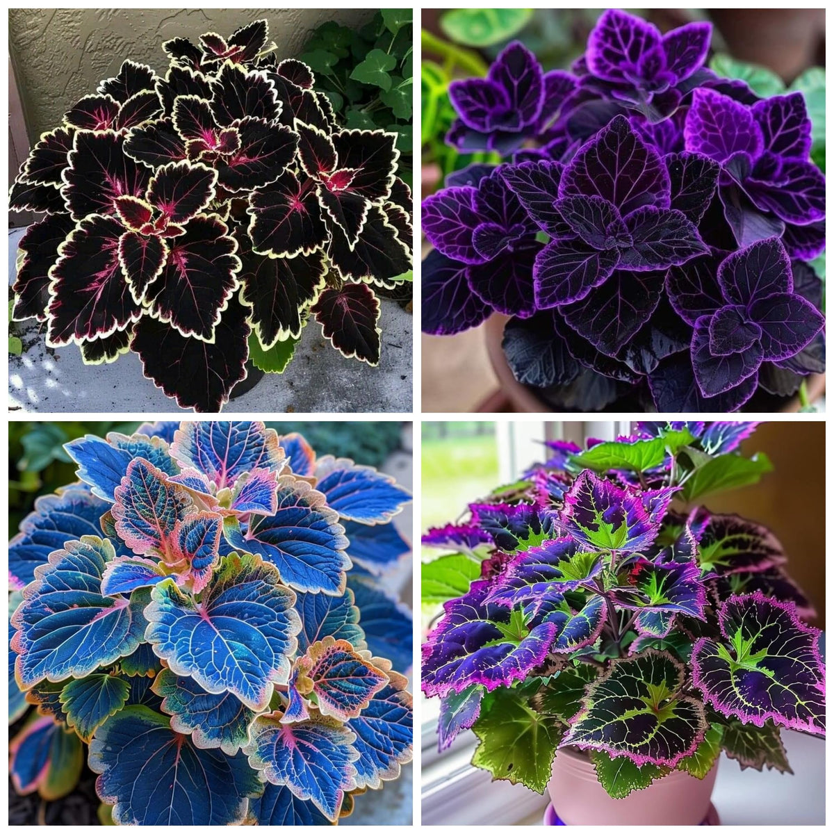 Wivolibe Rainbow Coleus seeds yield a mix of heirloom varieties with ruffled leaves.