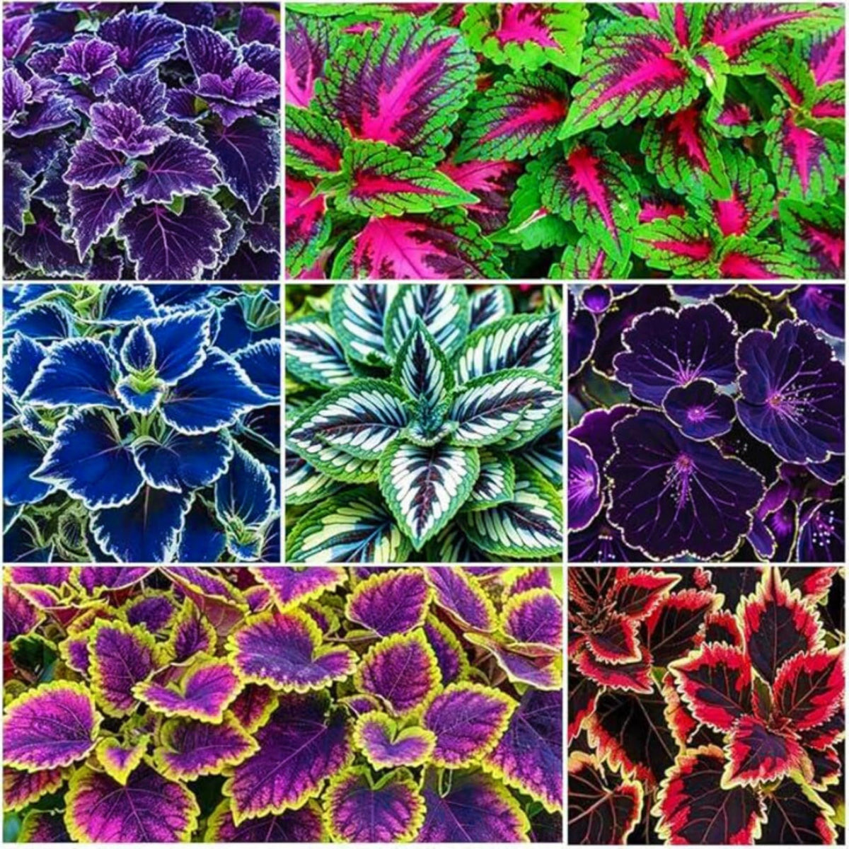 Wivolibe Rainbow Coleus seeds show vibrant foliage for indoor or outdoor planting, adding colorful accents.
