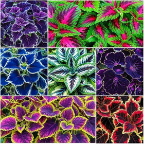 Wivolibe Rainbow Coleus seeds show vibrant foliage for indoor or outdoor planting, adding colorful accents.
