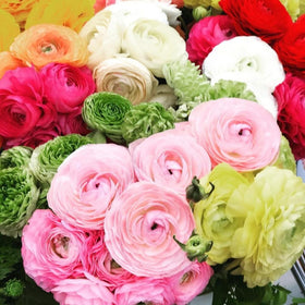 Wivolibe ranunculus seeds with delicate petals ignite spring color.
