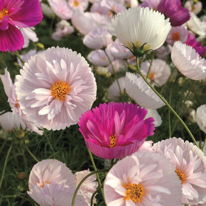 Wivolibe rare blush pink cosmos seeds for vibrant garden blooms