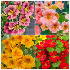 Wivolibe rare nasturtium seeds packet enhances spring color and attracts pollinators.